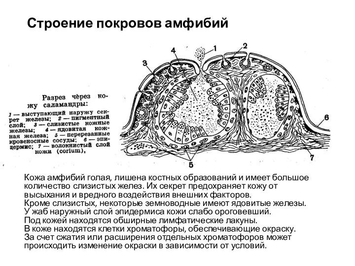 Кожа амфибий голая, лишена костных образований и имеет большое количество слизистых