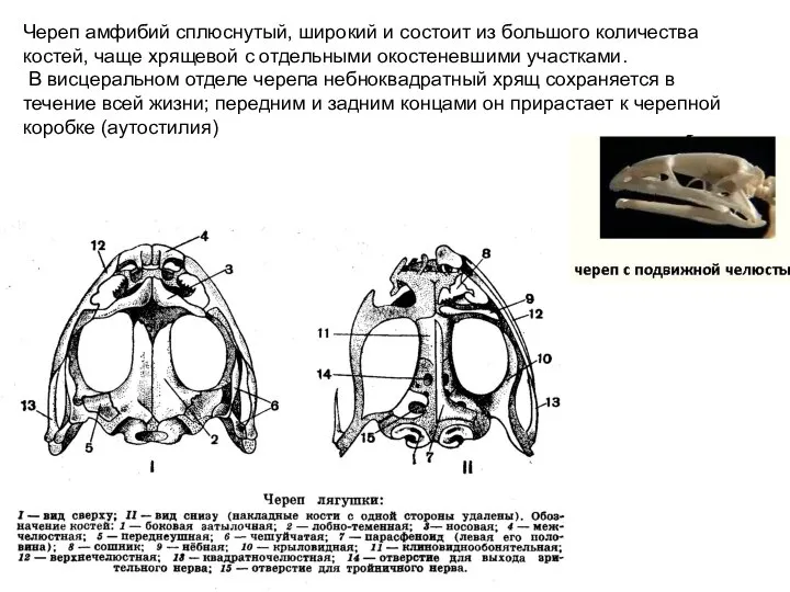 Череп амфибий сплюснутый, широкий и состоит из большого количества костей, чаще