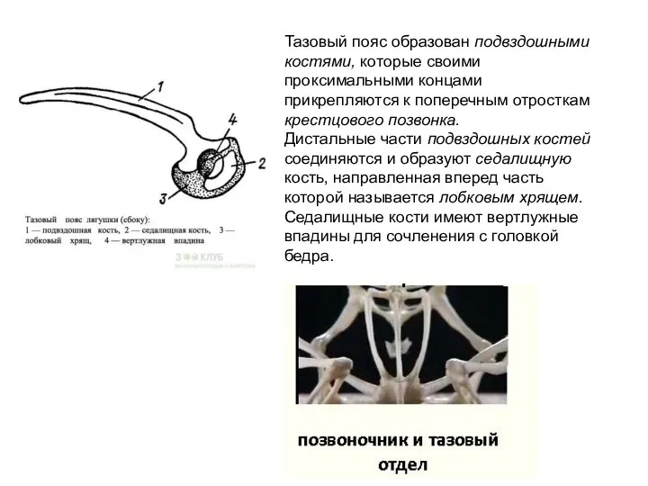 Тазовый пояс образован подвздошными костями, которые своими проксимальными концами прикрепляются к