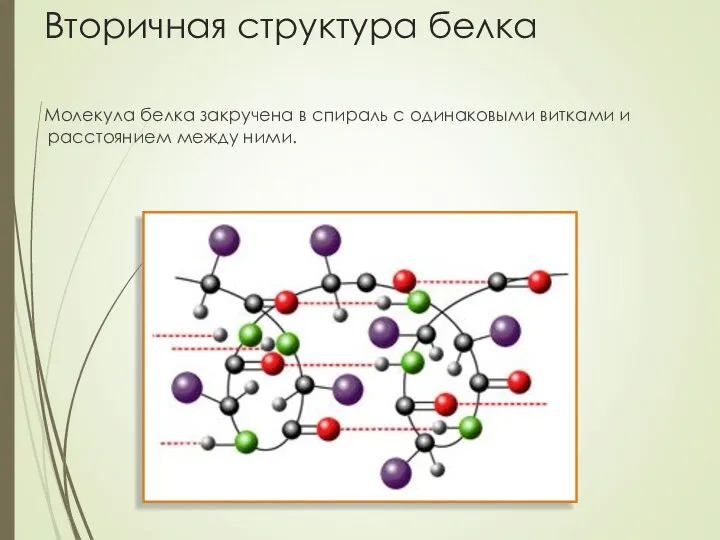 Вторичная структура белка Молекула белка закручена в спираль с одинаковыми витками и расстоянием между ними.