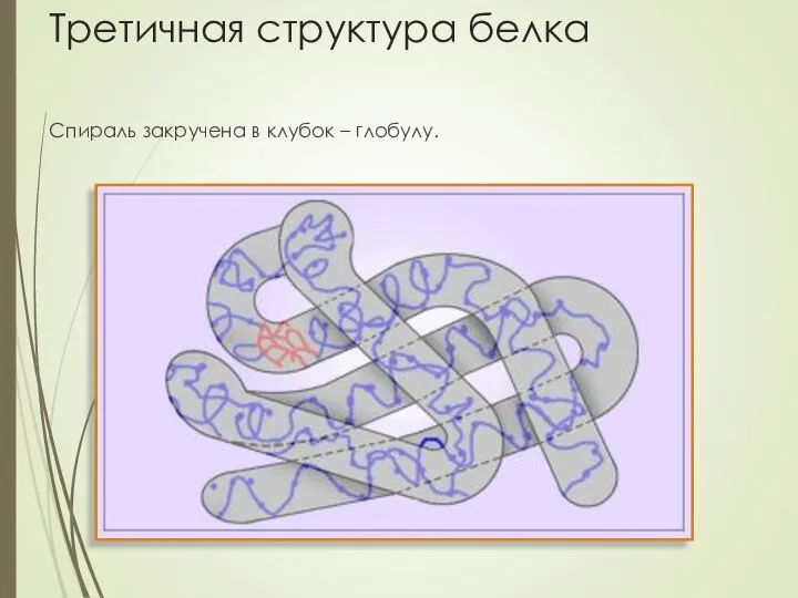 Третичная структура белка Спираль закручена в клубок – глобулу.