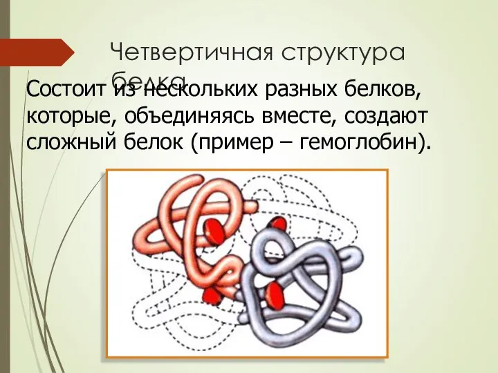 Четвертичная структура белка Состоит из нескольких разных белков, которые, объединяясь вместе,