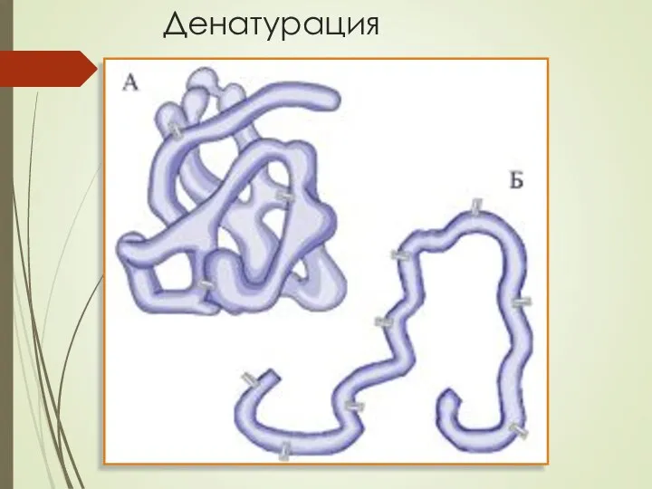 Денатурация