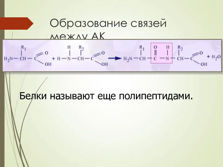 Образование связей между АК Белки называют еще полипептидами.