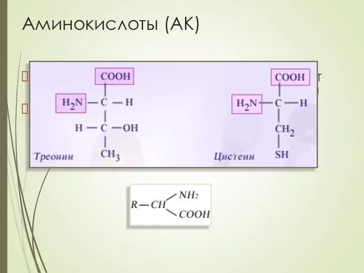 Аминокислоты (АК) 12 из 20 АК в организме человека могут образовываться