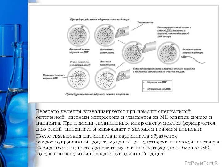 Веретено деления визуализируется при помощи специальной оптической системы микроскопа и удаляется