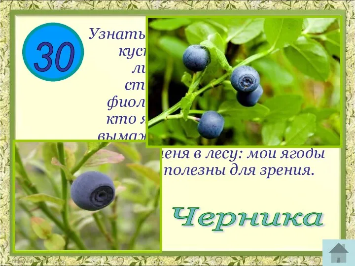 30 Узнать меня легко: я невысокий кустарничек с плотными листьями, тоненьким