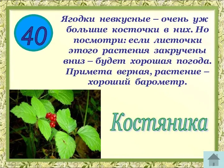 40 Ягодки невкусные – очень уж большие косточки в них. Но