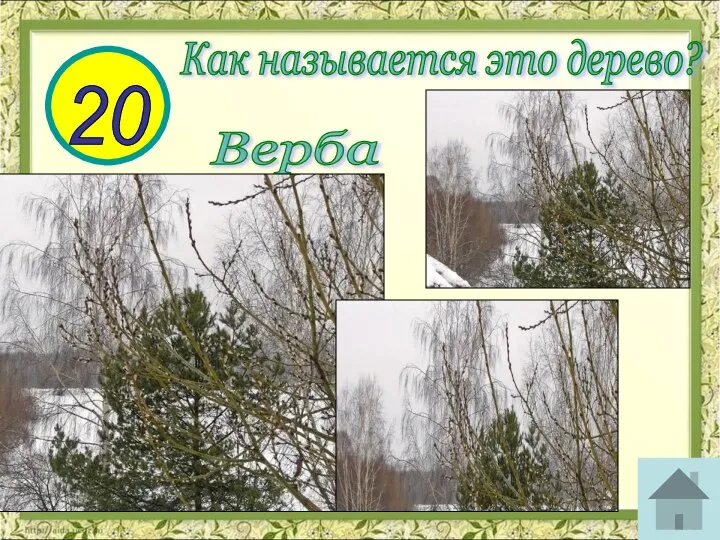 20 Как называется это дерево? Верба