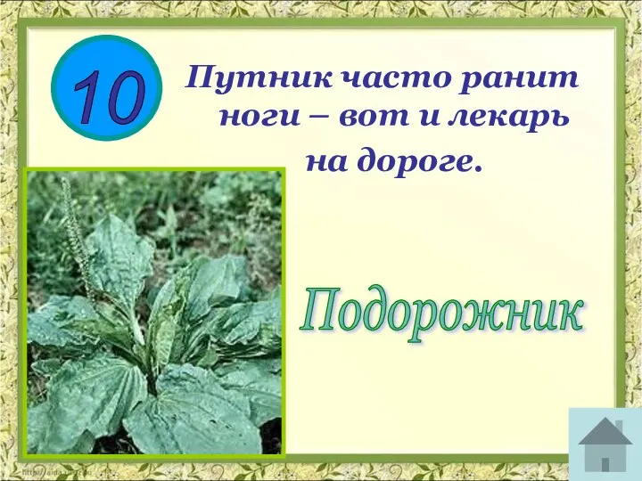 10 Подорожник Путник часто ранит ноги – вот и лекарь на дороге.