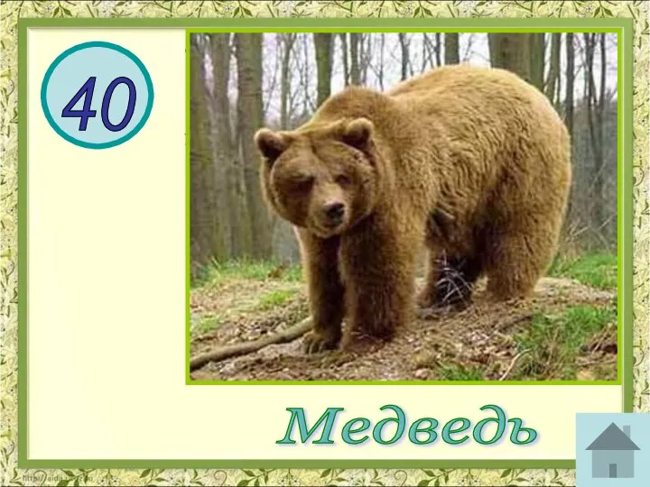 Этот зверь очень подвижный и ловкий: может быстро бегать, делать большие