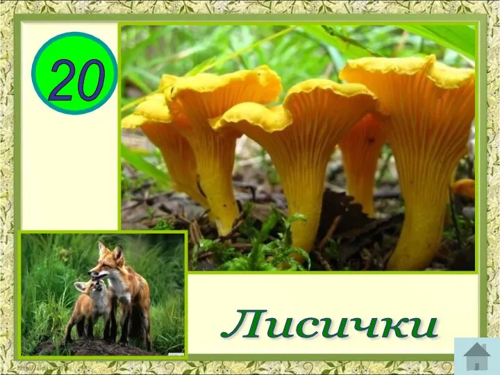 Какой гриб носит название лесного хищного зверя? 20 Лисички