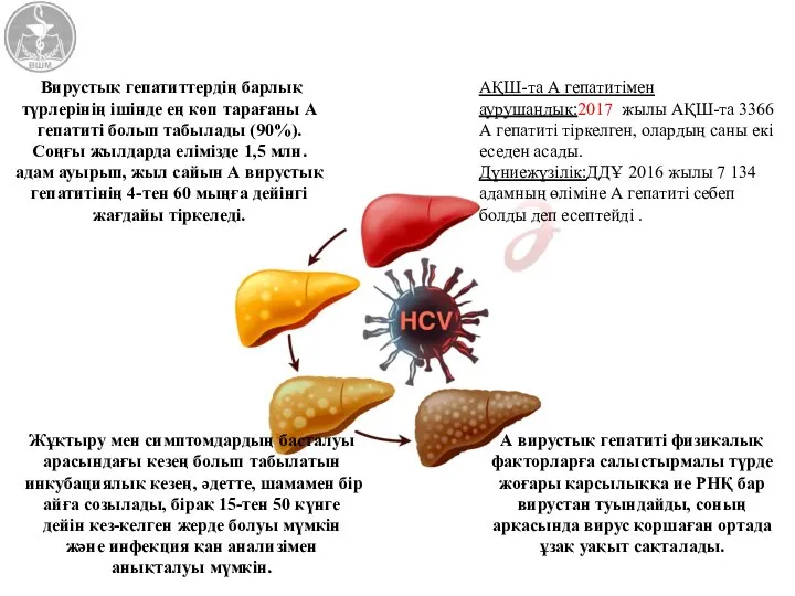 Вирустық гепатиттердің барлық түрлерінің ішінде ең көп тарағаны А гепатиті болып