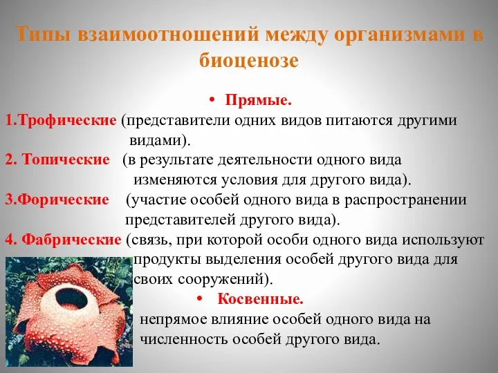 Типы взаимоотношений между организмами в биоценозе Прямые. 1.Трофические (представители одних видов