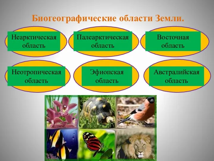 Неарктическая область Палеарктическая область Восточная область Австралийская область Эфиопская область Неотропическая область Биогеографические области Земли.