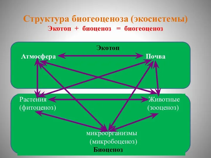 Структура биогеоценоза (экосистемы) Экотоп + биоценоз = биогеоценоз Экотоп Атмосфера Почва