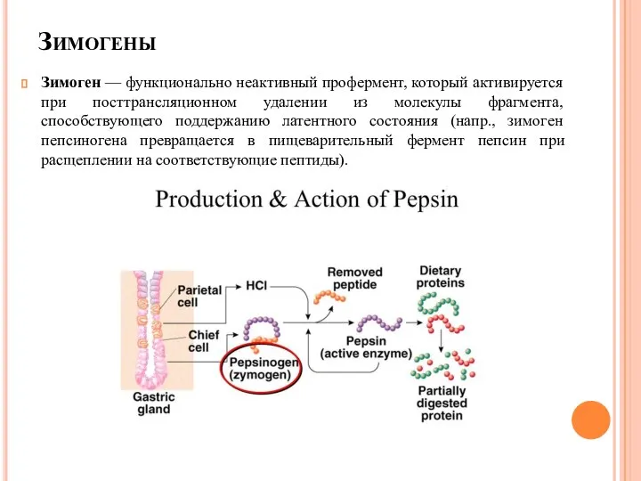 Зимогены Зимоген — функционально неактивный профермент, который активируется при посттрансляционном удалении