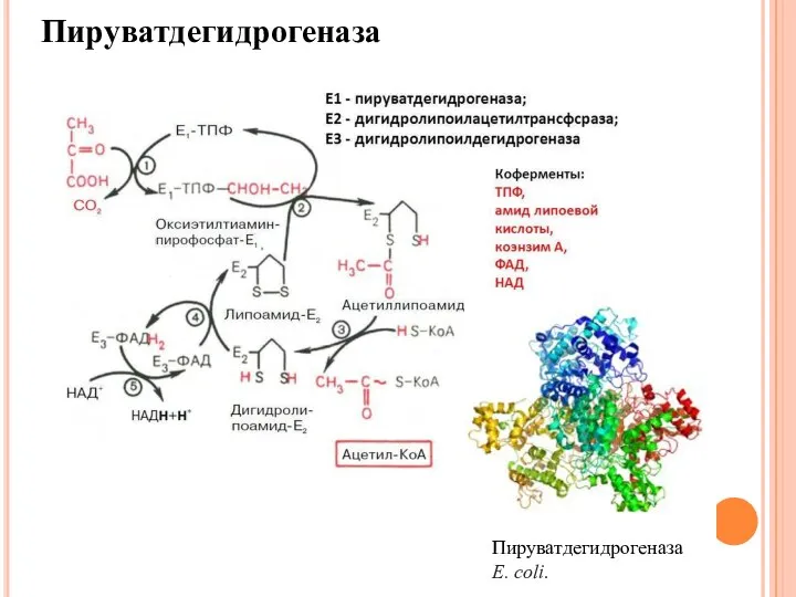 Пируватдегидрогеназа E. coli. Пируватдегидрогеназа