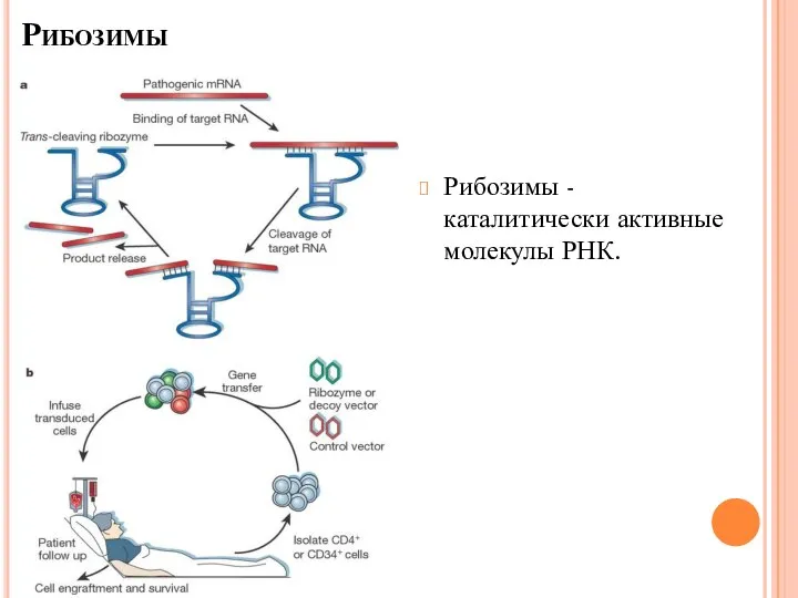 Рибозимы Рибозимы - каталитически активные молекулы РНК.