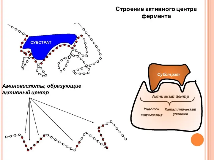 Аминокислоты, образующие активный центр Участок связывания Каталитический участок Активный центр Строение активного центра фермента