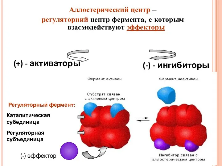 Аллостерический центр – регуляторний центр фермента, с которым взаємодействуют эффекторы (+)