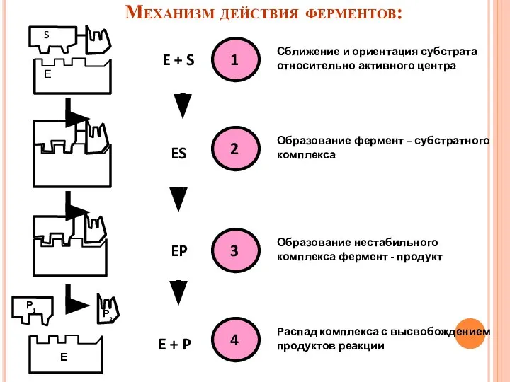 Е S E + S ES EP E + P Сближение