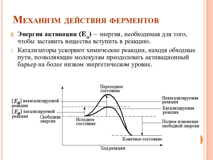 Механизм действия ферментов Энергия активации (Ea) – энергия, необходимая для того,