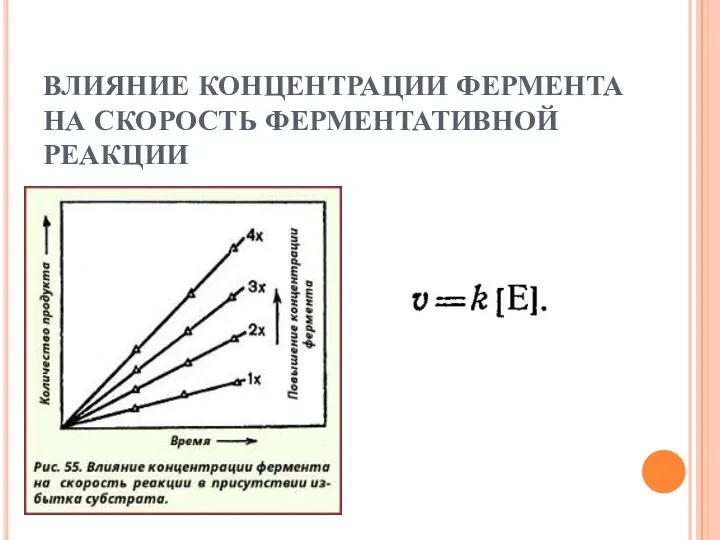 ВЛИЯНИЕ КОНЦЕНТРАЦИИ ФЕРМЕНТА НА СКОРОСТЬ ФЕРМЕНТАТИВНОЙ РЕАКЦИИ