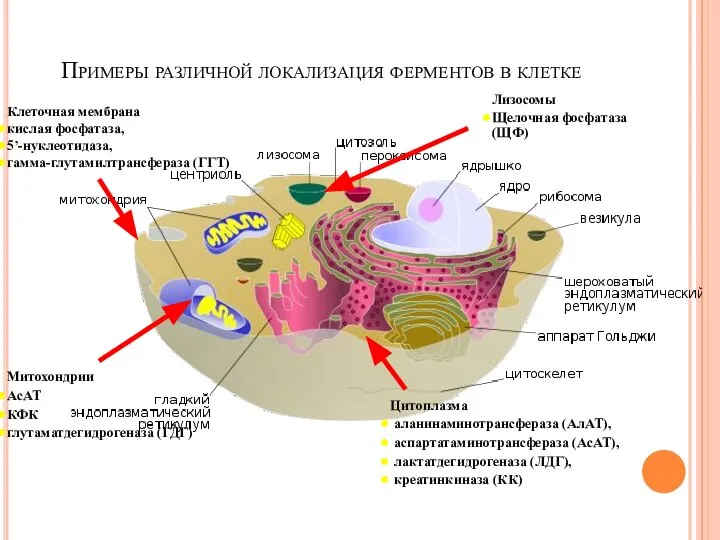 Примеры различной локализация ферментов в клетке Клеточная мембрана кислая фосфатаза, 5’-нуклеотидаза,