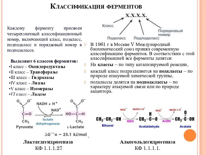 Классификация ферментов В 1961 г в Москве V Международный биохимический союз