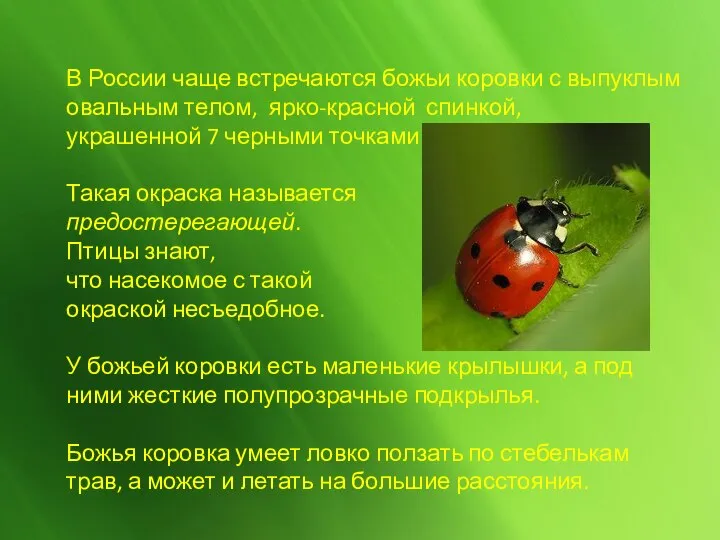 В России чаще встречаются божьи коровки с выпуклым овальным телом, ярко-красной