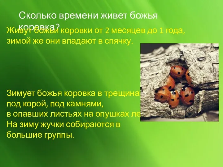 Сколько времени живет божья коровка? Живут божьи коровки от 2 месяцев