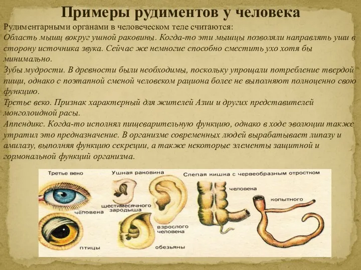 Примеры рудиментов у человека Рудиментарными органами в человеческом теле считаются: Область