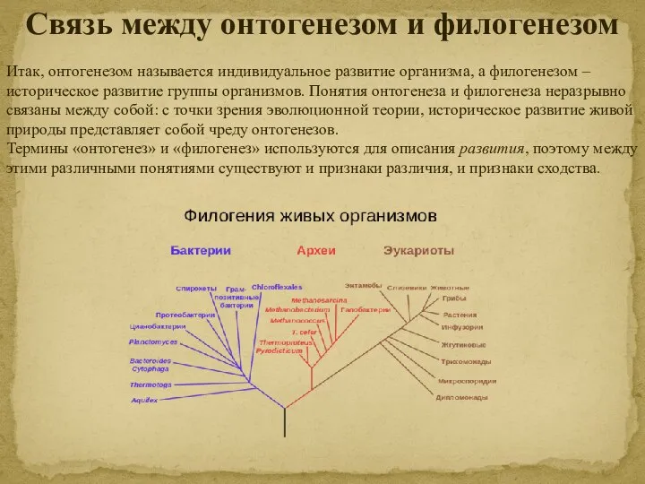 Связь между онтогенезом и филогенезом Итак, онтогенезом называется индивидуальное развитие организма,