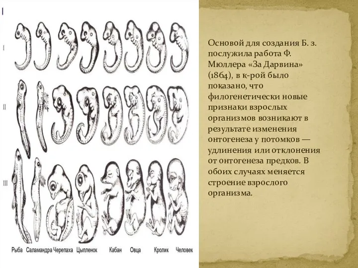 Основой для создания Б. з. послужила работа Ф. Мюллера «За Дарвина»