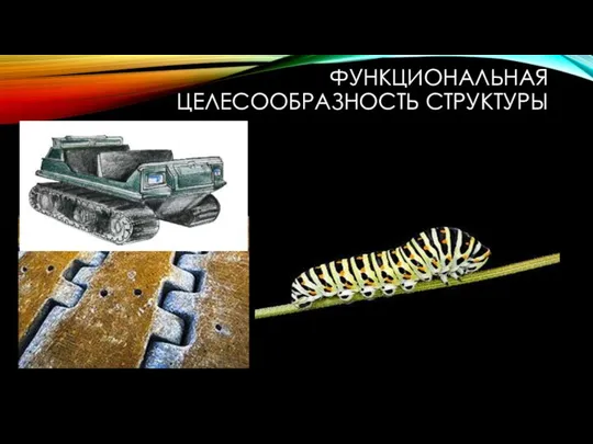 ФУНКЦИОНАЛЬНАЯ ЦЕЛЕСООБРАЗНОСТЬ СТРУКТУРЫ