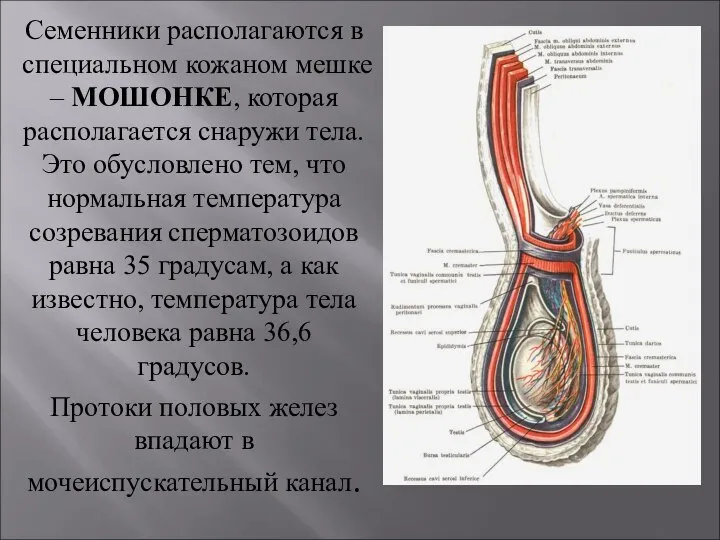 Семенники располагаются в специальном кожаном мешке – МОШОНКЕ, которая располагается снаружи