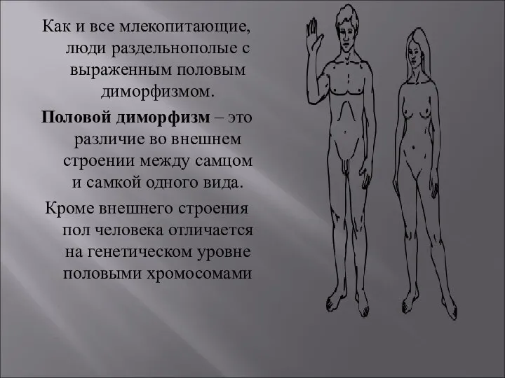 Как и все млекопитающие, люди раздельнополые с выраженным половым диморфизмом. Половой