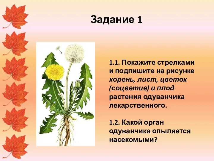 Задание 1 1.1. Покажите стрелками и подпишите на рисунке корень, лист,