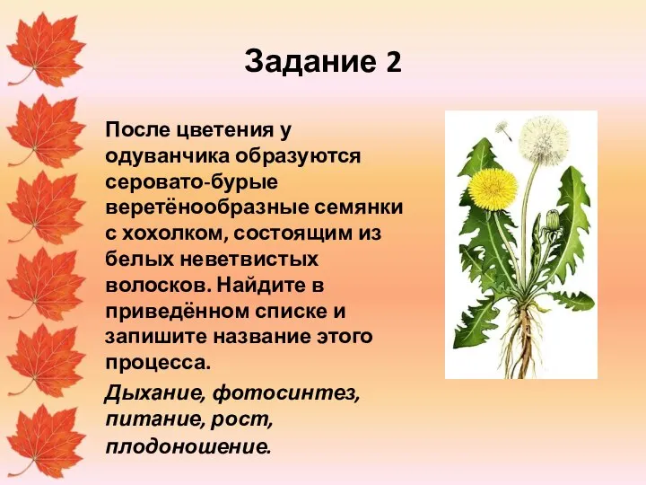 Задание 2 После цветения у одуванчика образуются серовато-бурые веретёнообразные семянки с