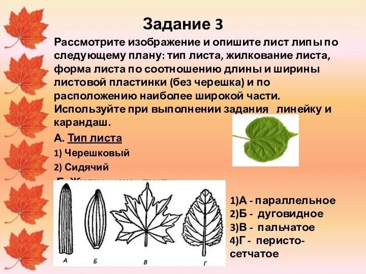 Задание 3 Рассмотрите изображение и опишите лист липы по следующему плану: