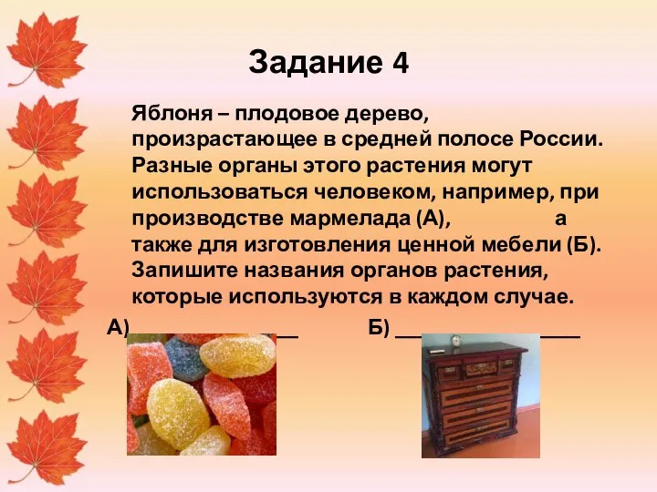 Задание 4 Яблоня – плодовое дерево, произрастающее в средней полосе России.