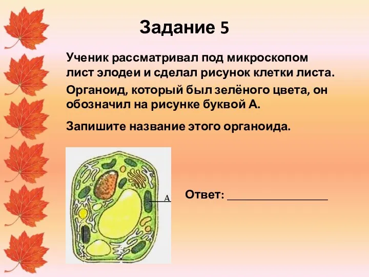 Задание 5 Ученик рассматривал под микроскопом лист элодеи и сделал рисунок