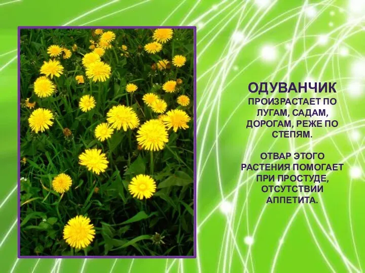 ОДУВАНЧИК ПРОИЗРАСТАЕТ ПО ЛУГАМ, САДАМ, ДОРОГАМ, РЕЖЕ ПО СТЕПЯМ. ОТВАР ЭТОГО