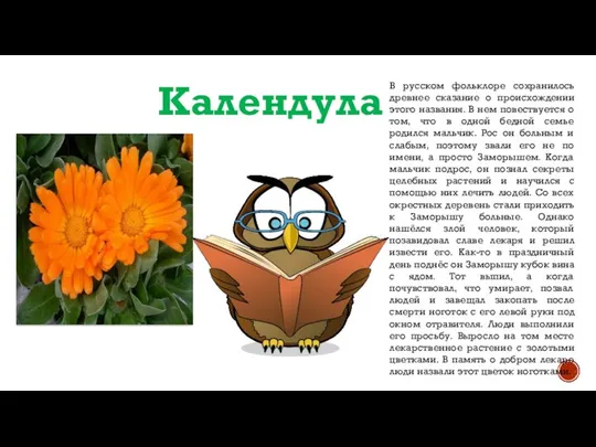 Календула В русском фольклоре сохранилось древнее сказание о происхождении этого названия.