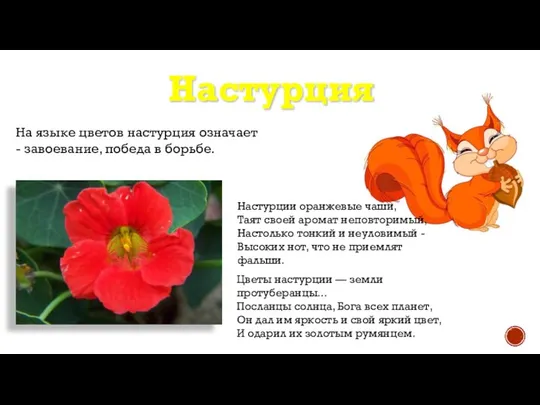 Настурция На языке цветов настурция означает - завоевание, победа в борьбе.