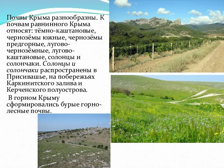 Почвы Крыма разнообразны. К почвам равнинного Крыма относят: тёмно-каштановые, чернозёмы южные,