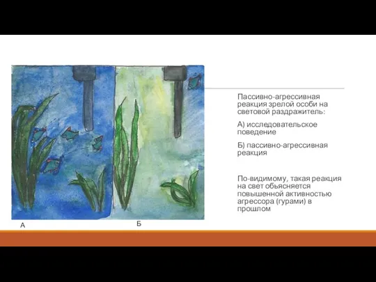 Пассивно-агрессивная реакция зрелой особи на световой раздражитель: А) исследовательское поведение Б)