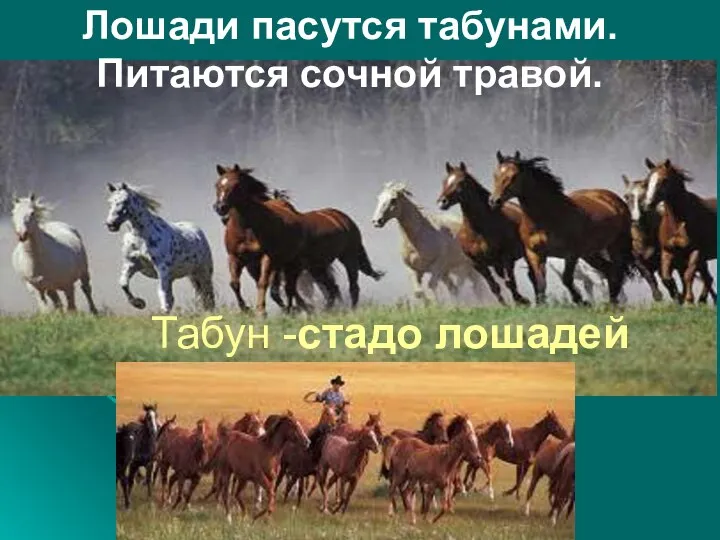 Лошади пасутся табунами. Питаются сочной травой. Табун -стадо лошадей