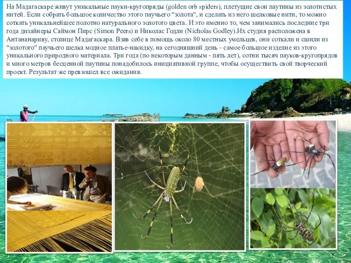 На Мадагаскаре живут уникальные пауки-кругопряды (golden orb spiders), плетущие свои паутины